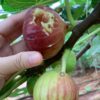 Figs2
