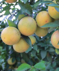 camlongvang 02